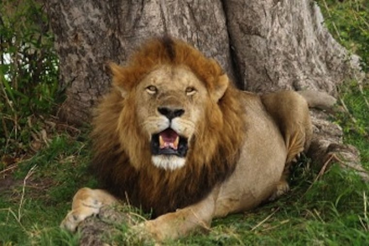 Zimbabwe Sospensione della caccia ai grandi felini Impronte Safari