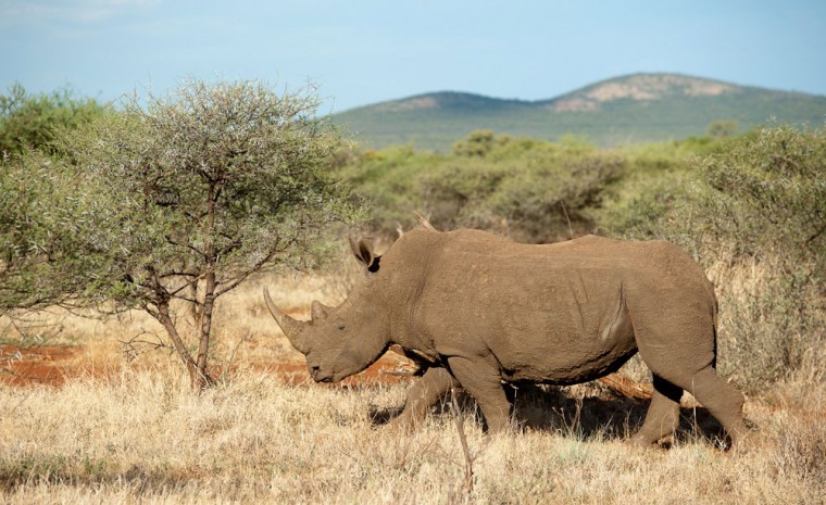 Safari con i bambini