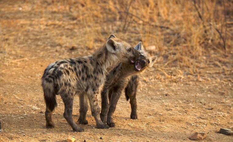 Hazyview, Sud Africa