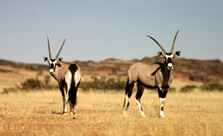 Safari con i bambini