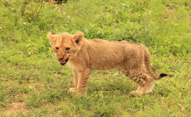 Safari con i bambini