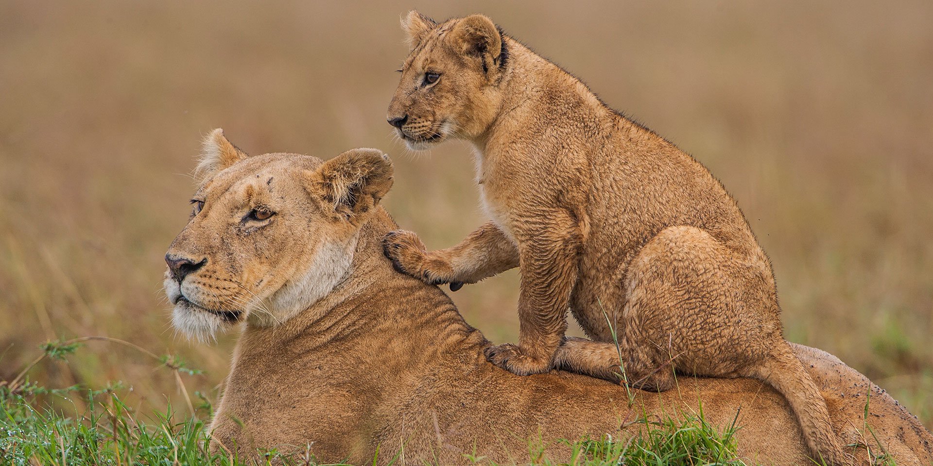 Safari con i bambini