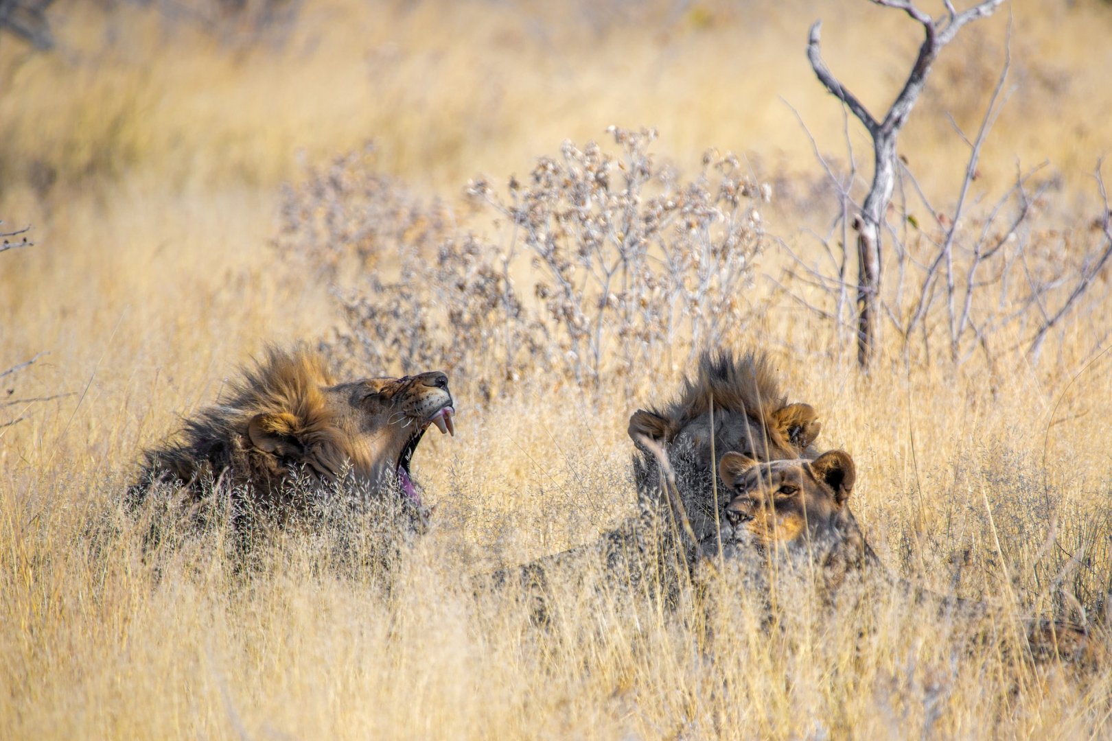 Safari con i bambini