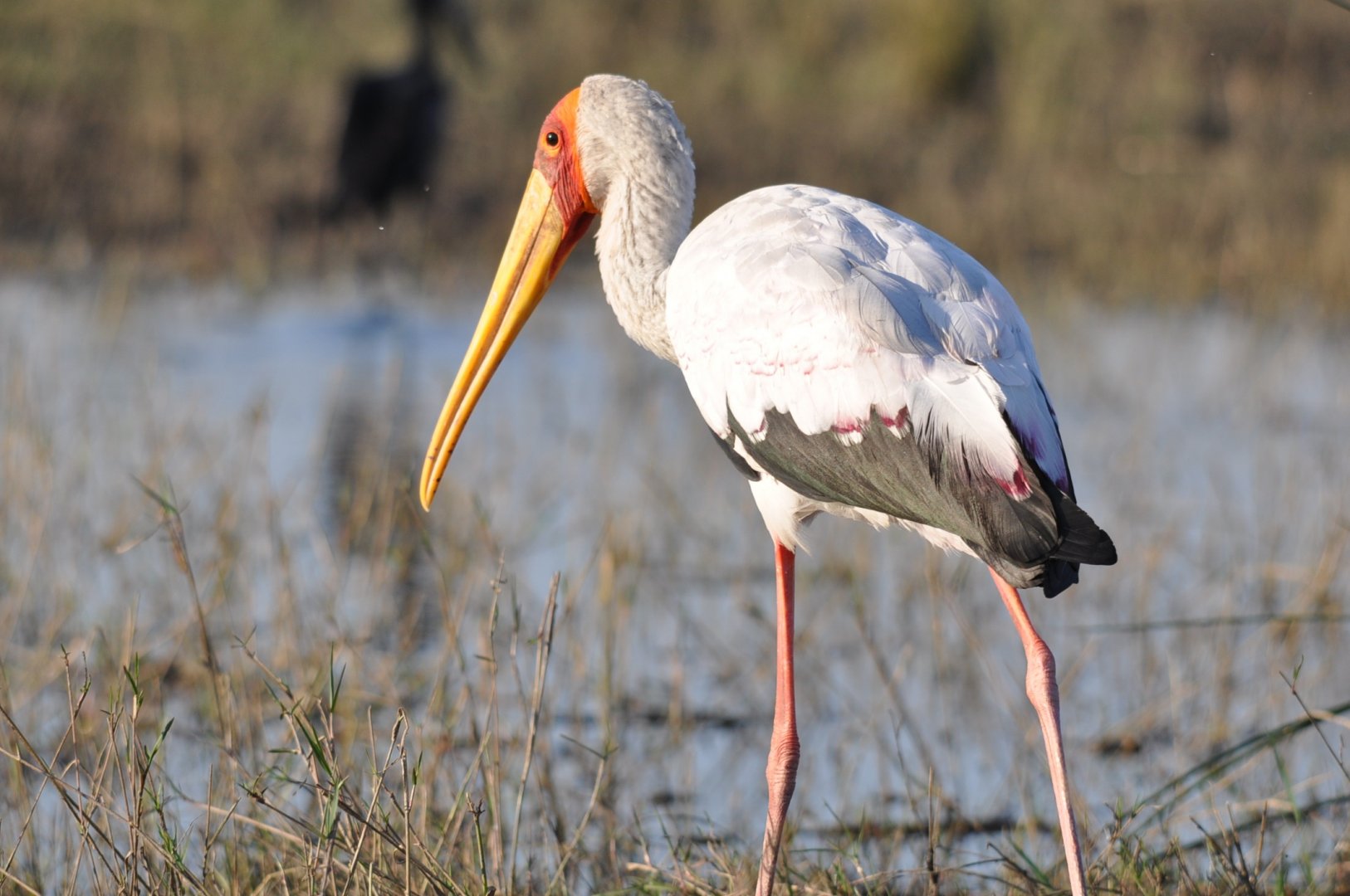 Caprivi Strip