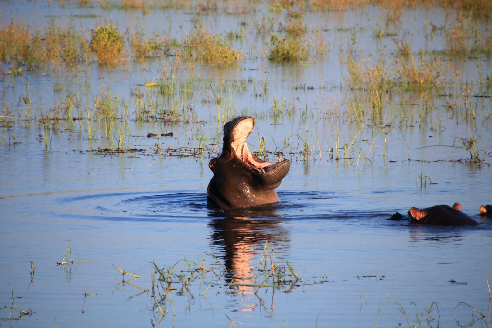 Caprivi Strip