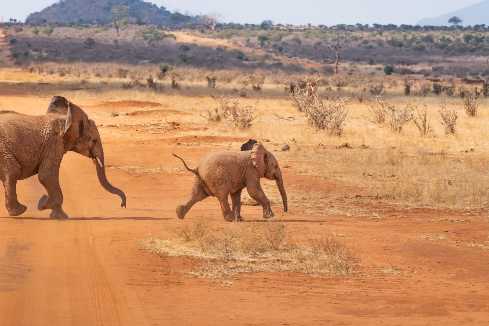 Safari con i bambini