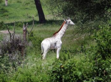 Rara Giraffa bianca 