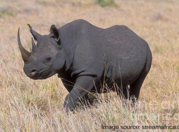 Black Rhino