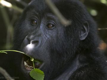 Gorilla in aumento