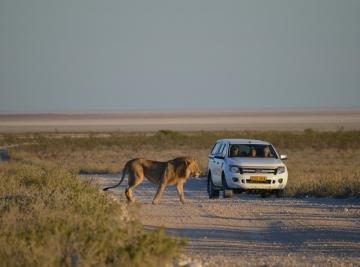 Safari guidato o in self drive