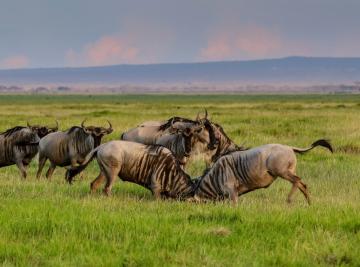 Una giornata in safari