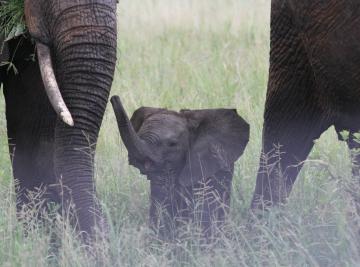 Safari in Africa con i bambini