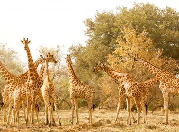 Le Giraffe di Zakouma