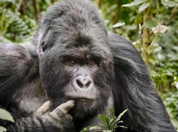 Uganda o Ruanda? Parliamo di gorilla tracking!