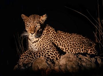 Safari notturni: l’Africa selvaggia che prende vita dopo il tramonto