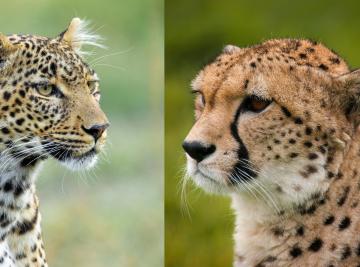 Ghepardo vs Leopardo: qual è la differenza?
