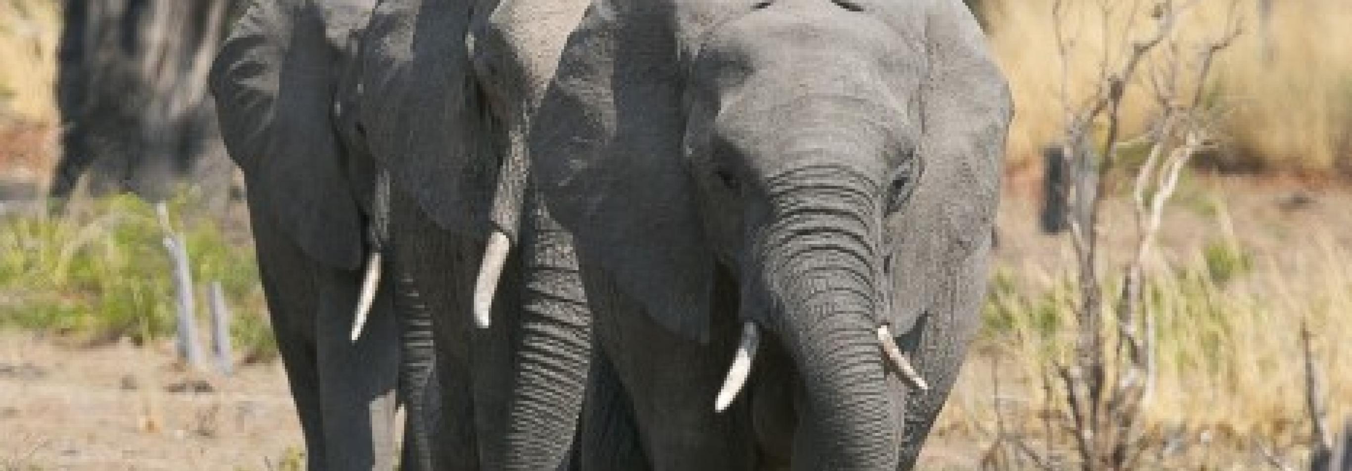 Best of Zambia