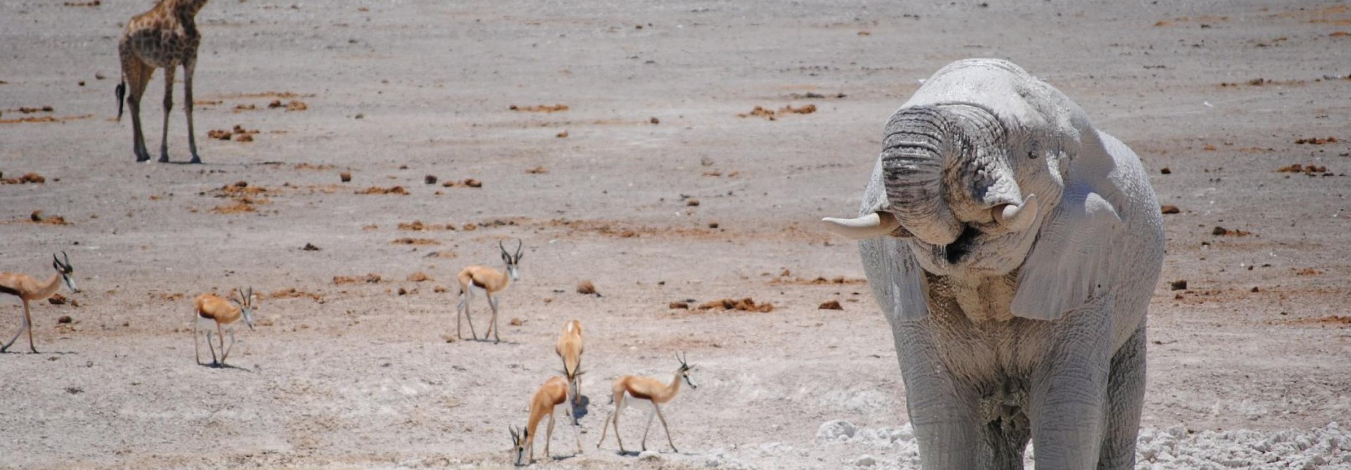 Namibia Himba e deserti