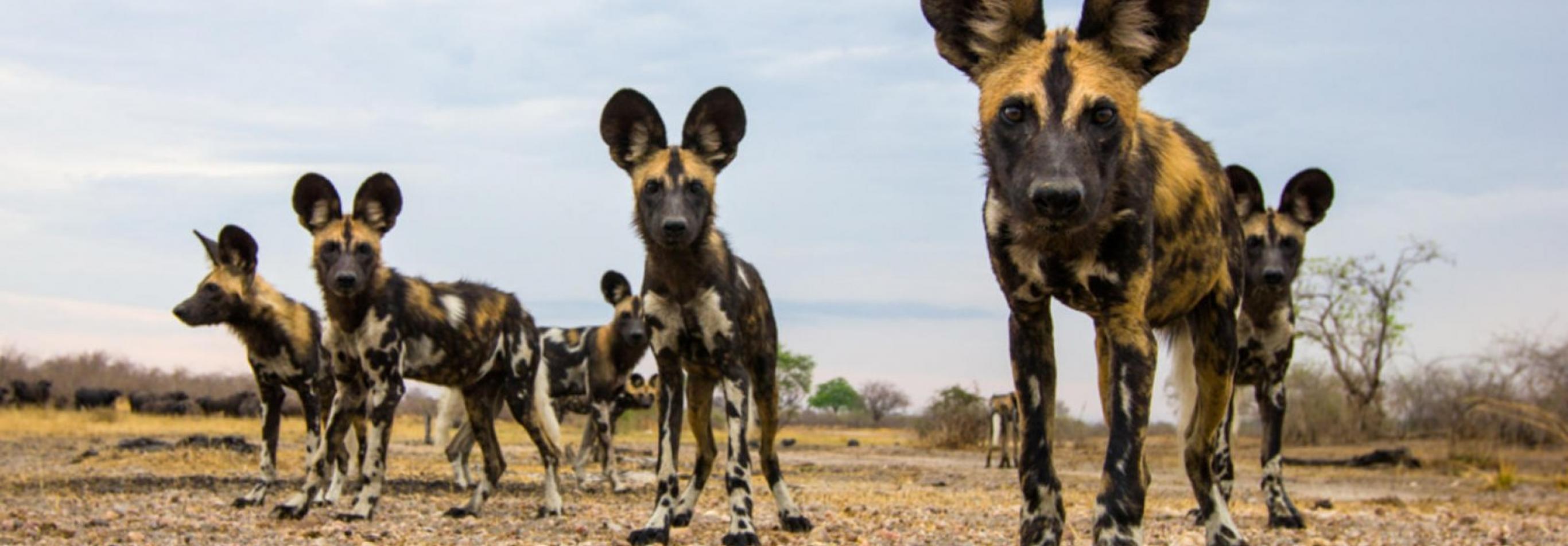 Tanzania - I parchi del sud