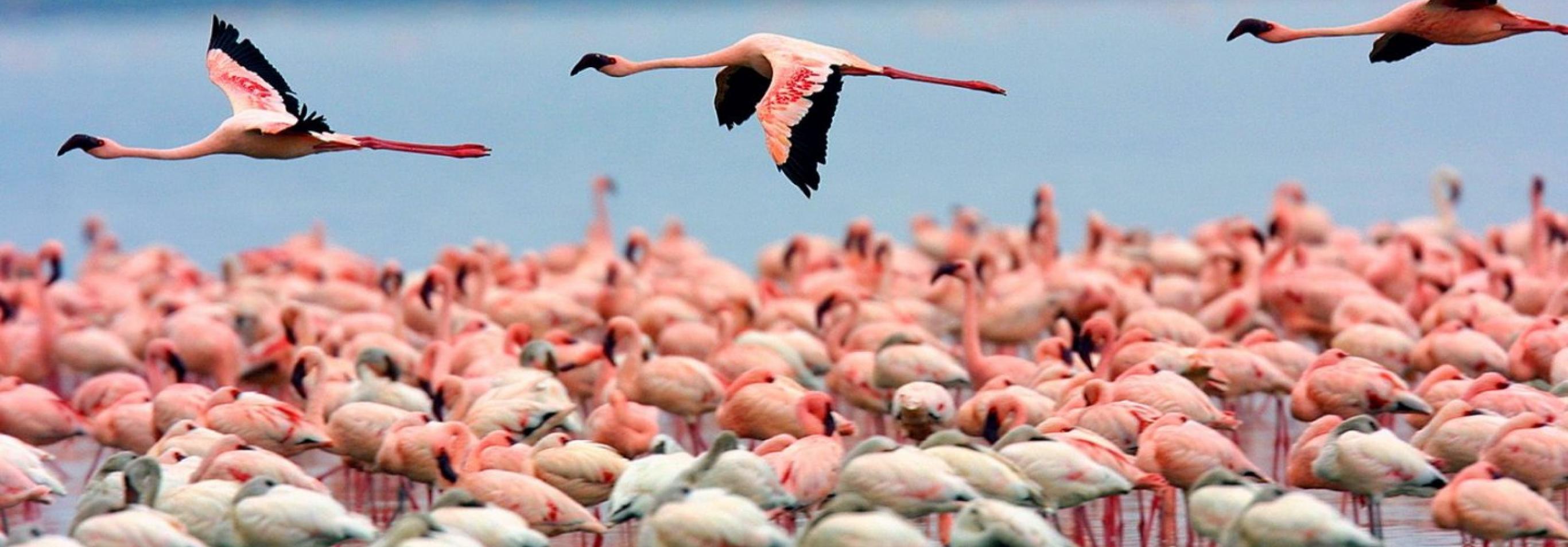 Kenya - I grandi laghi, Amboseli e il Masai Mara