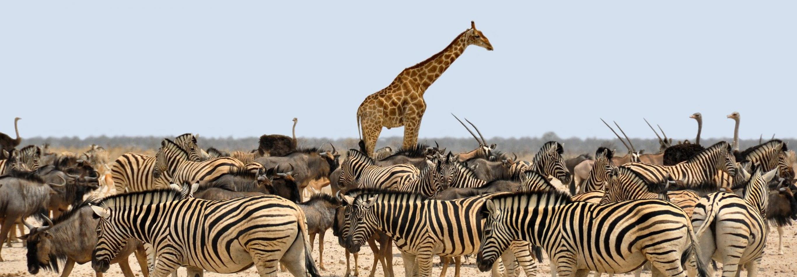 Affascinante Namibia - Self drive 4X4 1