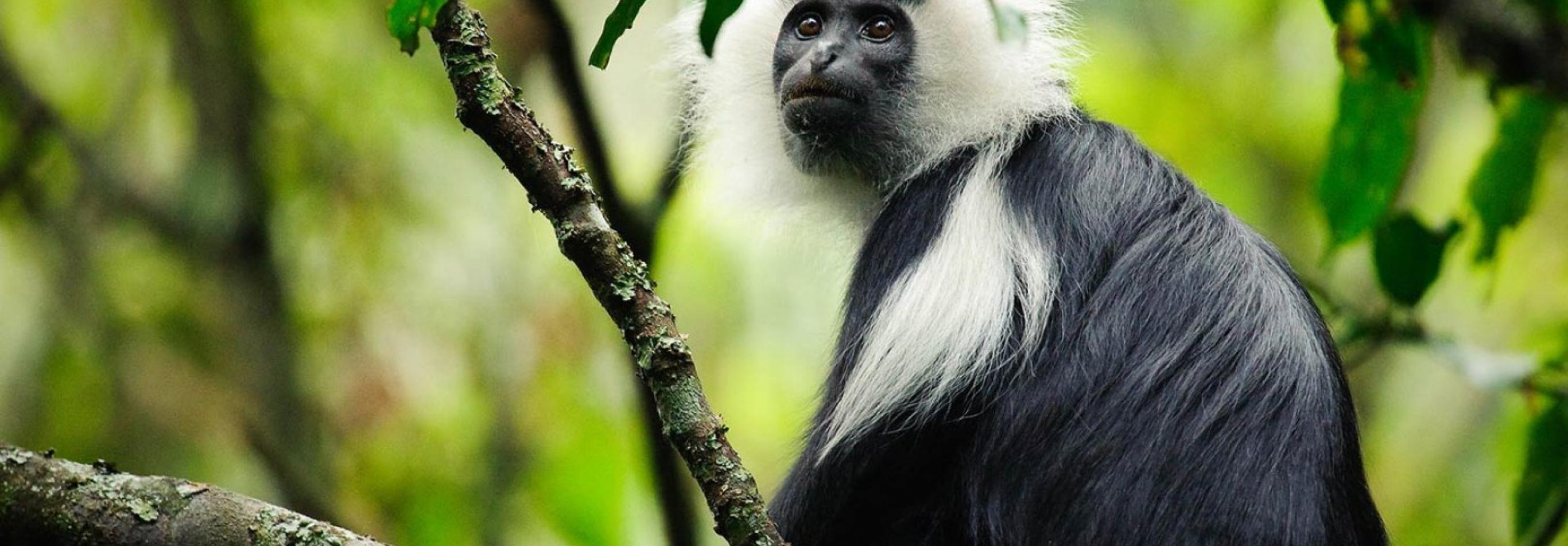Uganda e Rwanda - Mille colline d'Africa