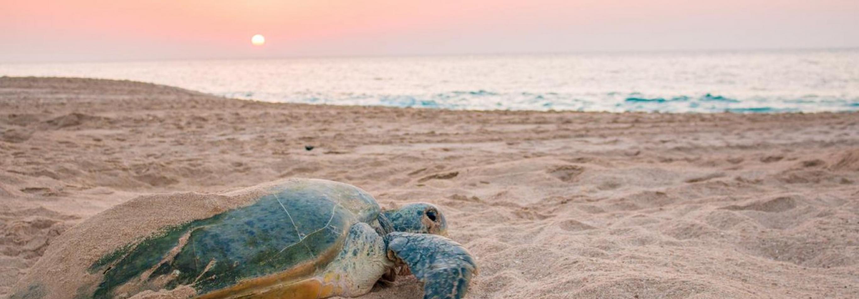 Oman - dalle montagne alla spiaggia 1