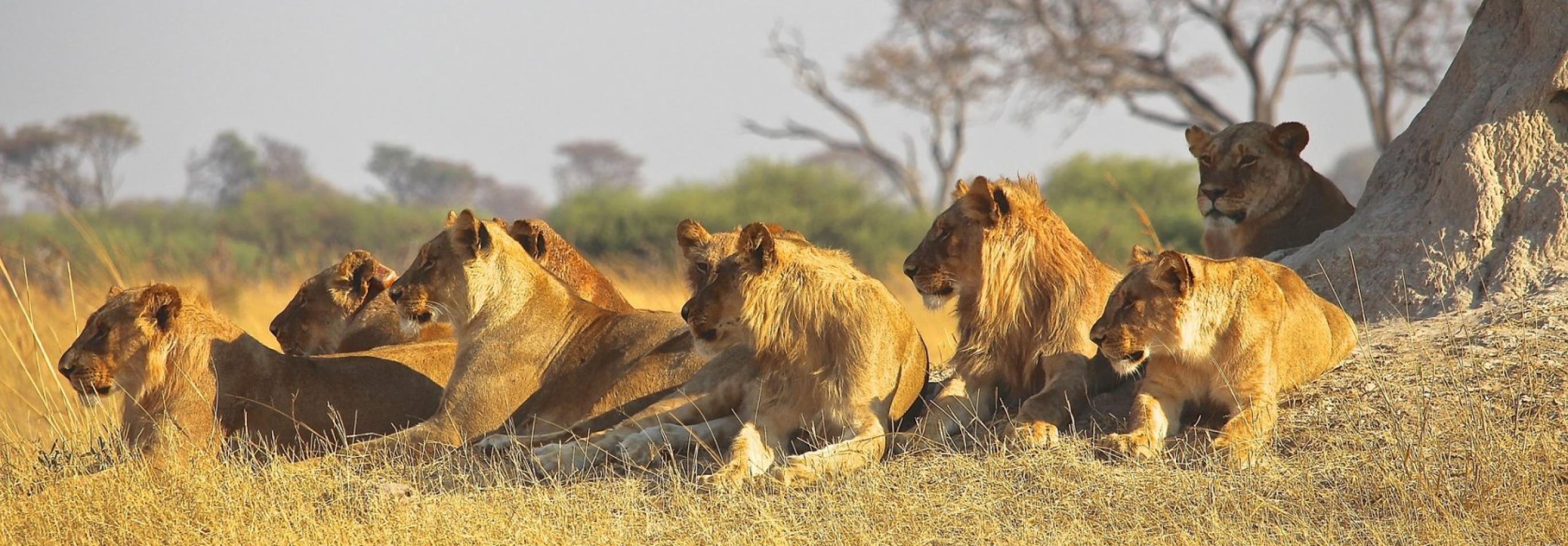 Botswana Lion Safari - Camping Safari 1