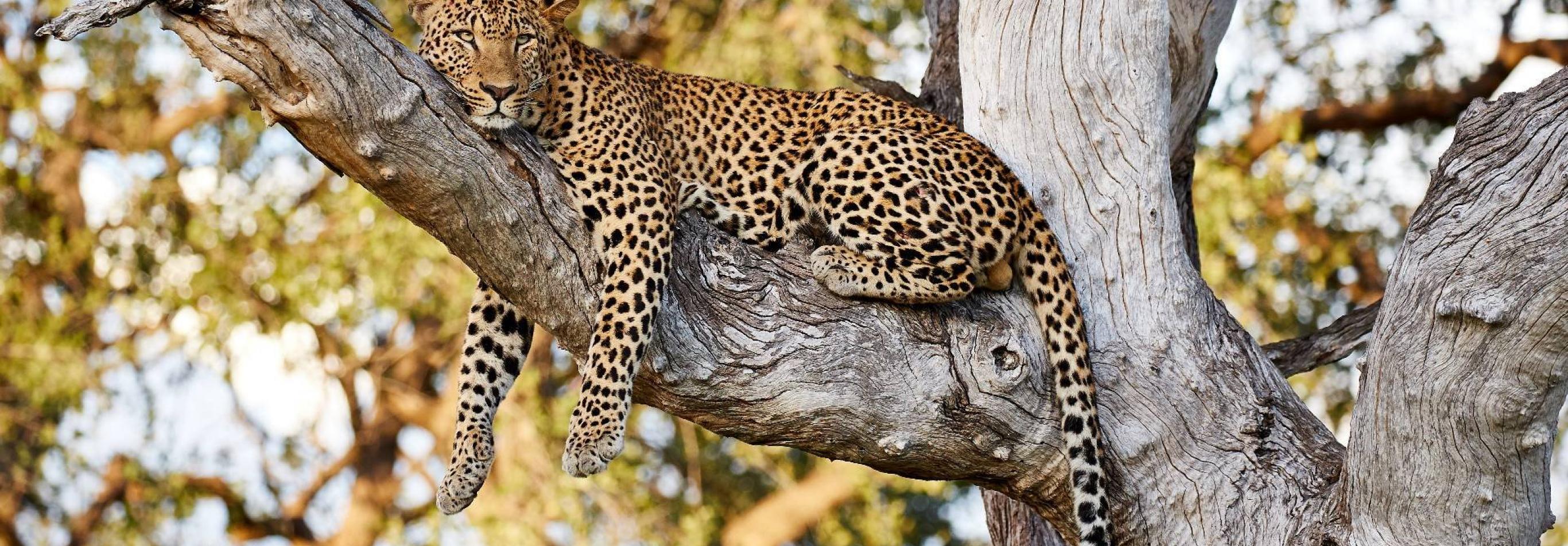 Botswana Leopard Safari - Camping Safari 1