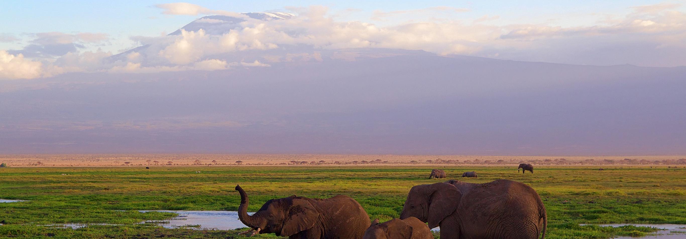 Elefanti Amboseli