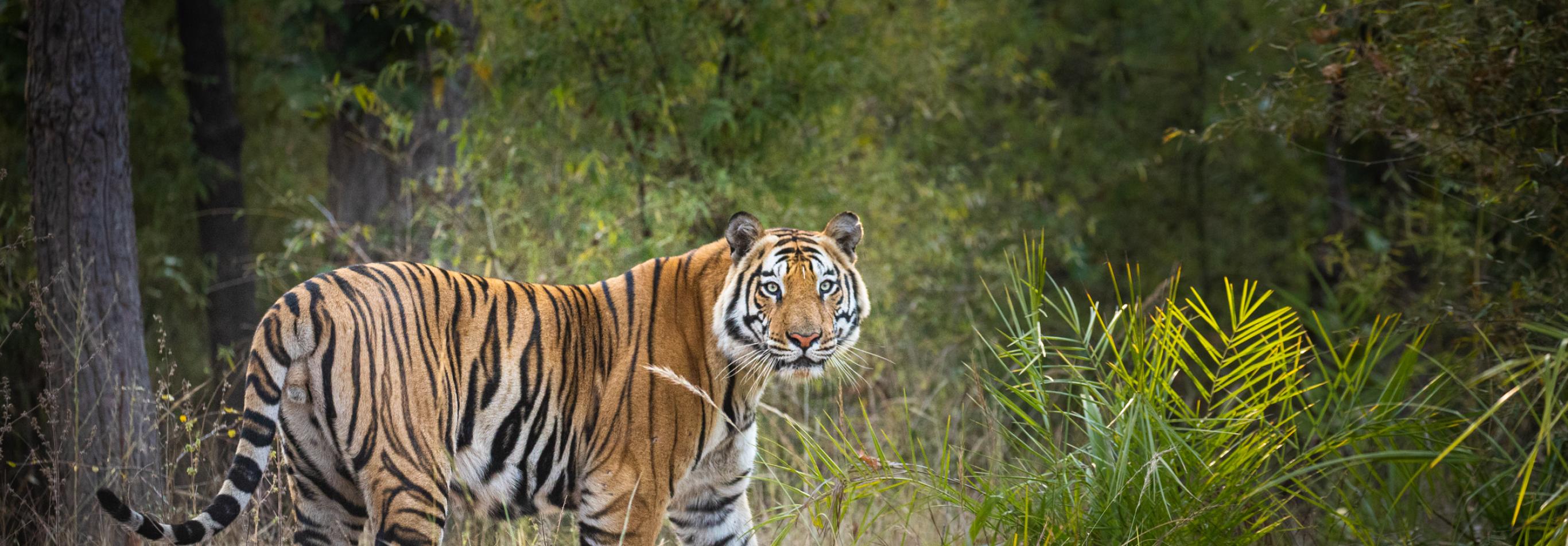 India - Nel regno della tigre