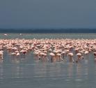 Maasai Mara - Lake Nakuru