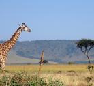 Nairobi - Maasai Mara