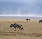 Ngorongoro - Arusha