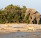 Giorno 5-6 (2 notti): Parco Chobe - Savute