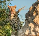 Giorno 7-8 (2 notti): Okavango Moremi Area - Khwai River