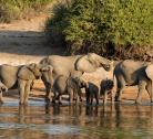 Chobe National Park, camping