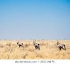 Central Kalahari Game Reserve, camping