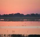 Chobe River