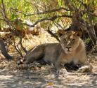 SAVUTI, CHOBE NATIONAL PARK