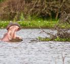 Giorno 4 (1 notte): Amboseli National Park- Lake Naivasha