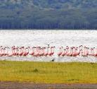 Giorno 5 (1 notte): Lake Naivasha - Lake Nakuru