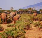 Giorno 5-6 (2 notti): Samburu National Park