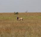 Giorni 7-8 (2 notti): Laikipia