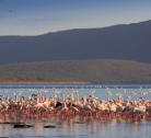 Lago Bogoria