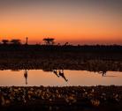 Giorno 2 Otjiwa Lodge – Etosha National Park (107 km - 1 ora 10 min)