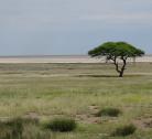 Giorno 3 Etosha