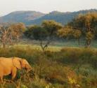 Giorno 2 (1 notte): Madikwe Game Reserve
