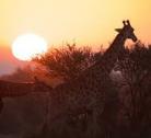 Giorno 3 (1 notte): Madikwe Game Reserve