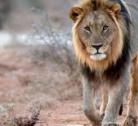 Giorno 4 (1 notte): Madikwe Game Reserve